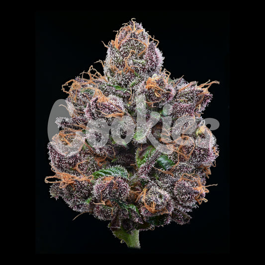Candy Candy by Cookies – collectible feminized cannabis seeds with cherry candy and creamy fruit terp profile.