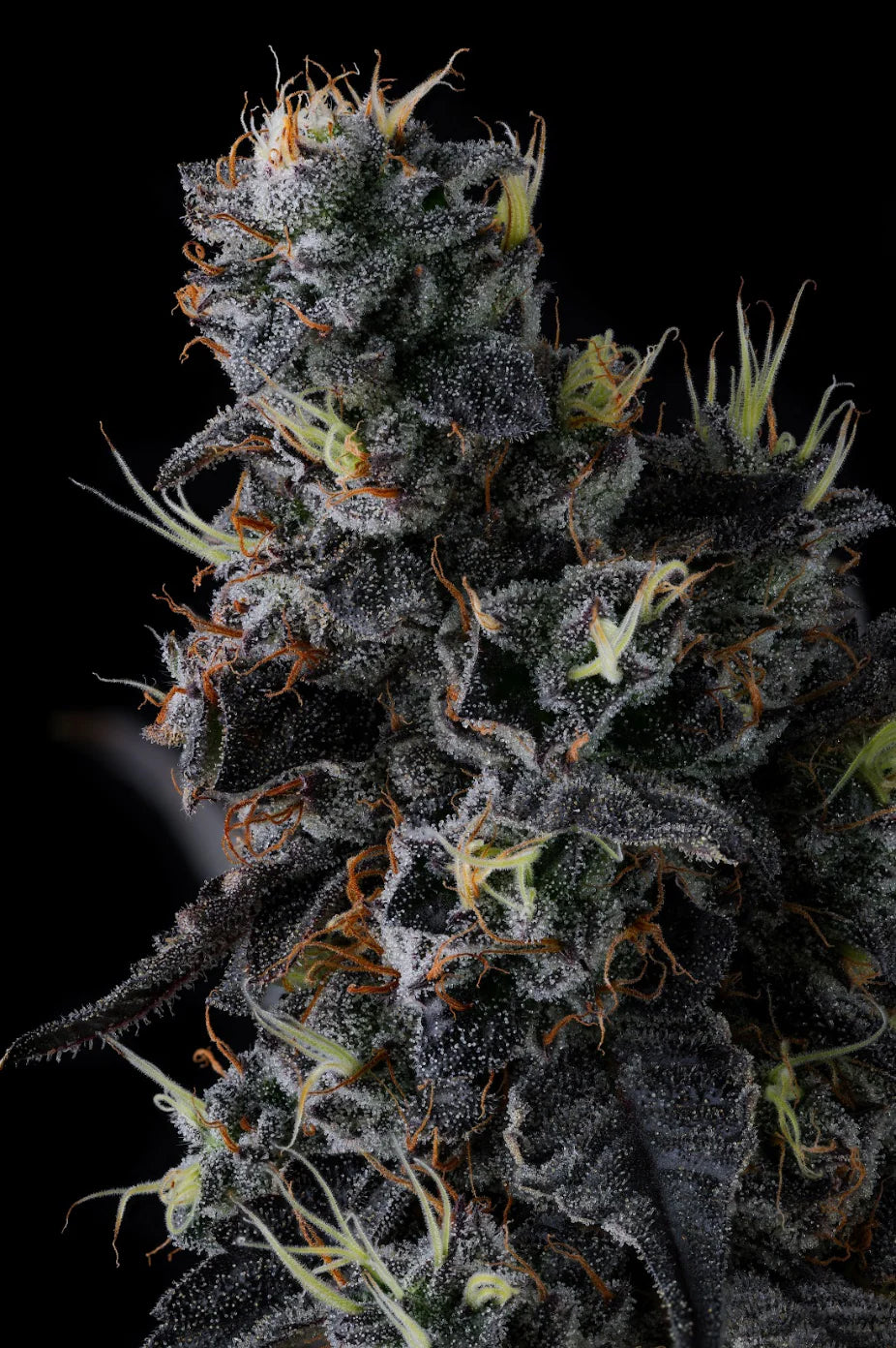 Giggin Grapes