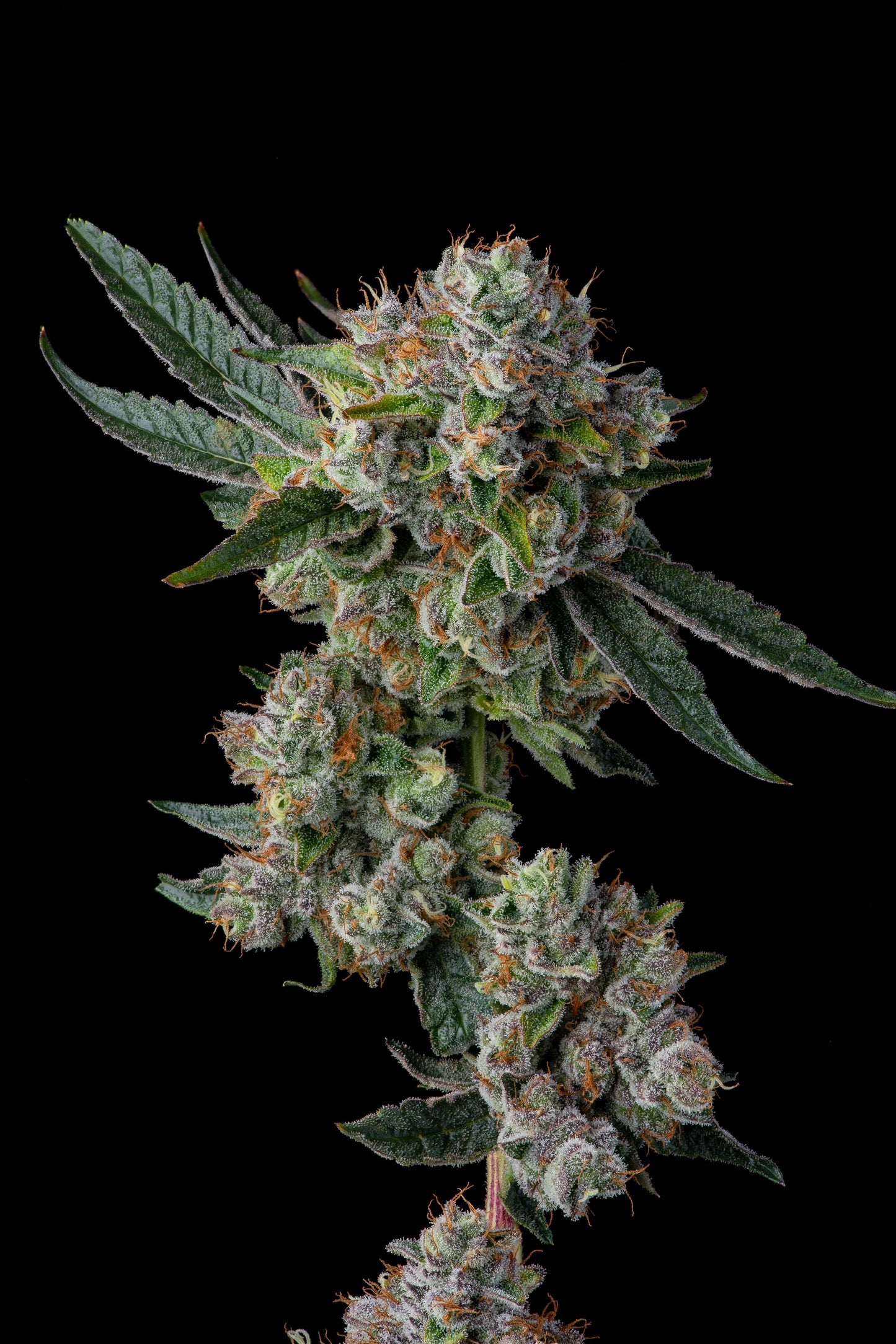 Glue 31