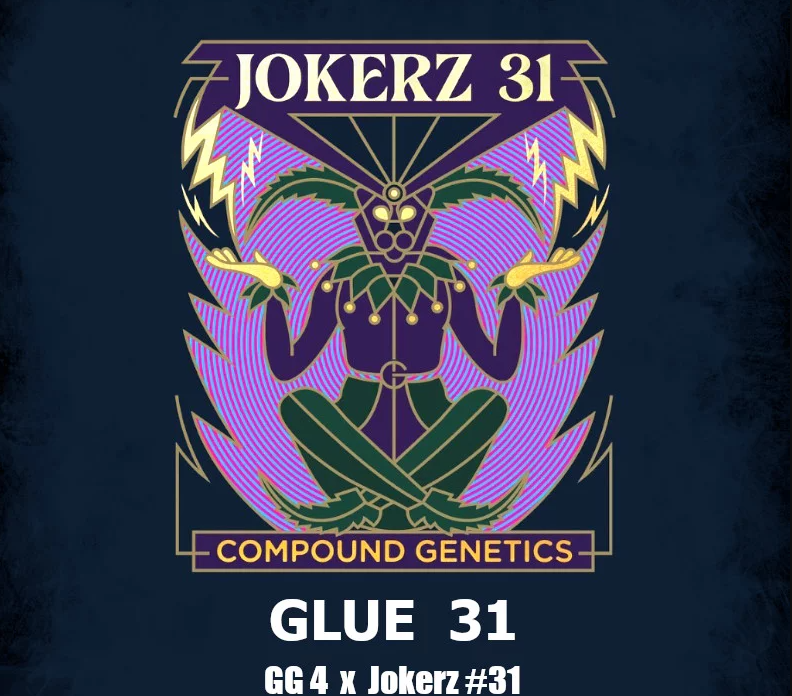 Glue 31
