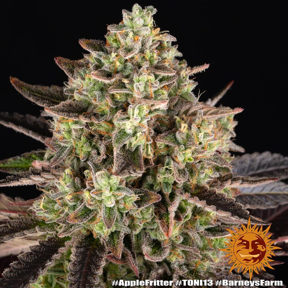 Apple Fritter