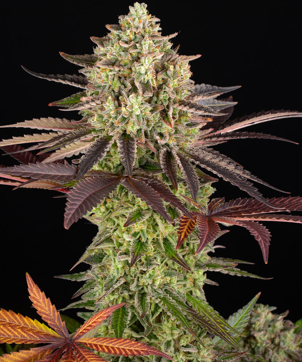 Apple Fritter