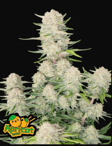 Apricot Auto