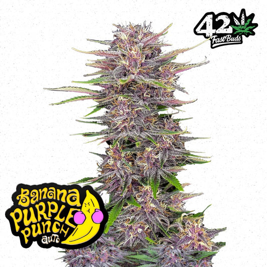 Banana Purple Punch Auto