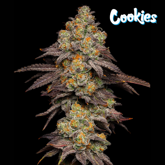 Big Z by Cookies - collectible seeds