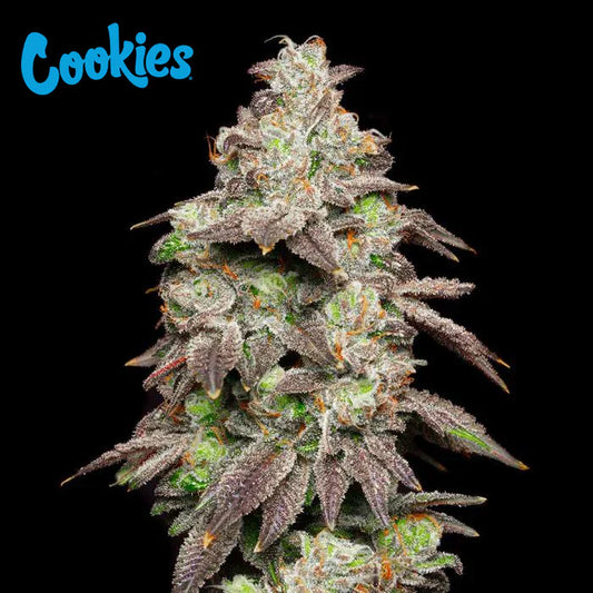 Fried Banana by Cookies – collectible feminized seeds with dessert-style caramelized banana aroma and creamy terp profile.
