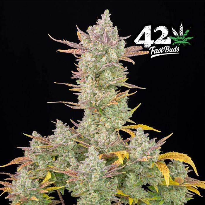 Gorilla Cookies Auto