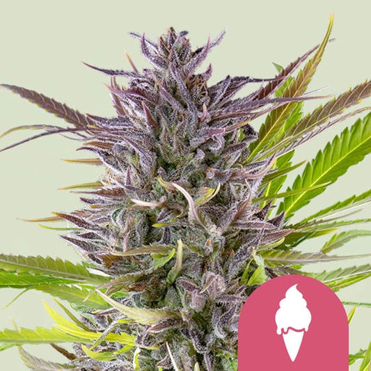 Green Gelato cannabis seeds – Royal Queen Seeds collectible genetics