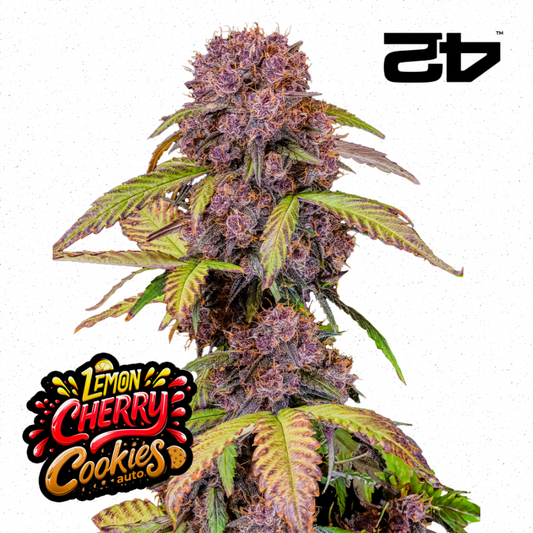 Lemon Cherry Cookies Auto