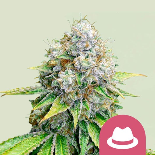 OG Kush cannabis seeds – Royal Queen Seeds collectible genetics