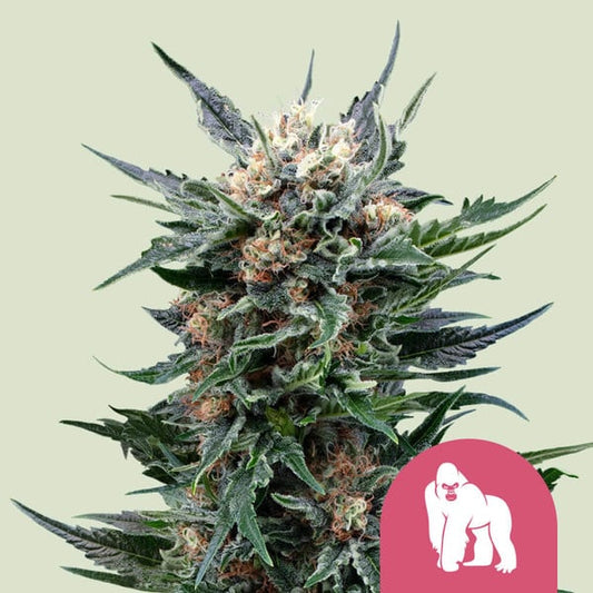 Royal Gorilla cannabis seeds – Royal Queen Seeds collectible genetics