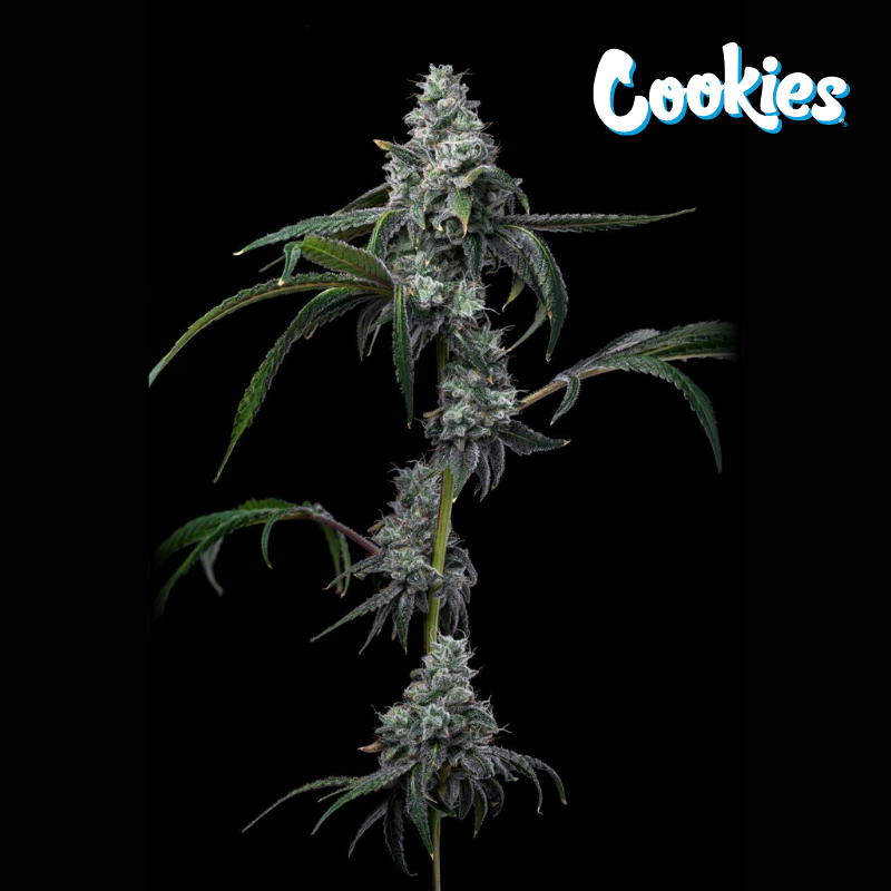 Cookies UK Cheese x Hollywood – collectible feminized seeds | cherry candy, tropical fruit, creamy cheese | Seedz