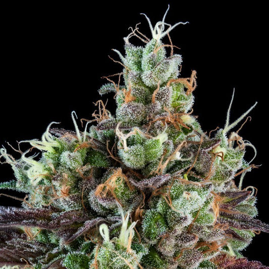 Sour Ripper Auto cannabis seeds – Ripper Seeds collectible genetics
