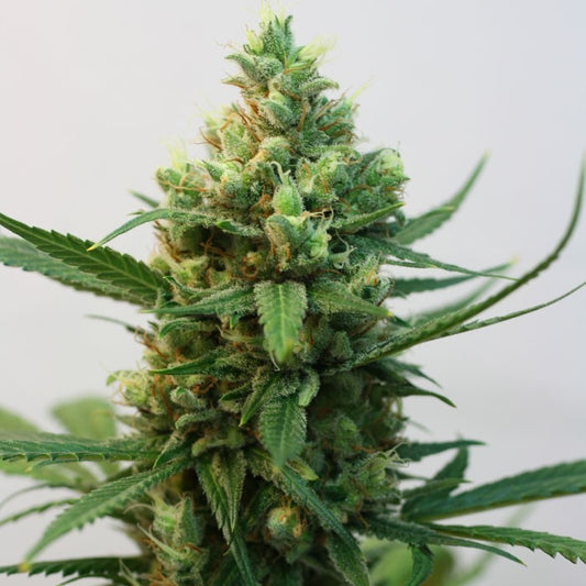 Toxic cannabis seeds – Ripper Seeds collectible genetics