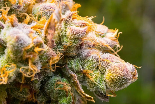 What Are Cannabis Terpenes — And Why Should Seed Collectors Care?