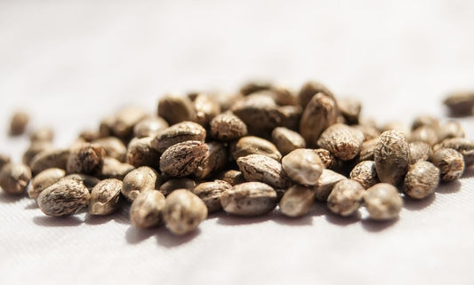 🌱 Feminized vs Autoflower: What Do These Seed Types Actually Mean?