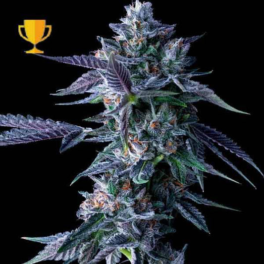 Chocolope