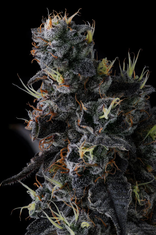 Giggin Grapes