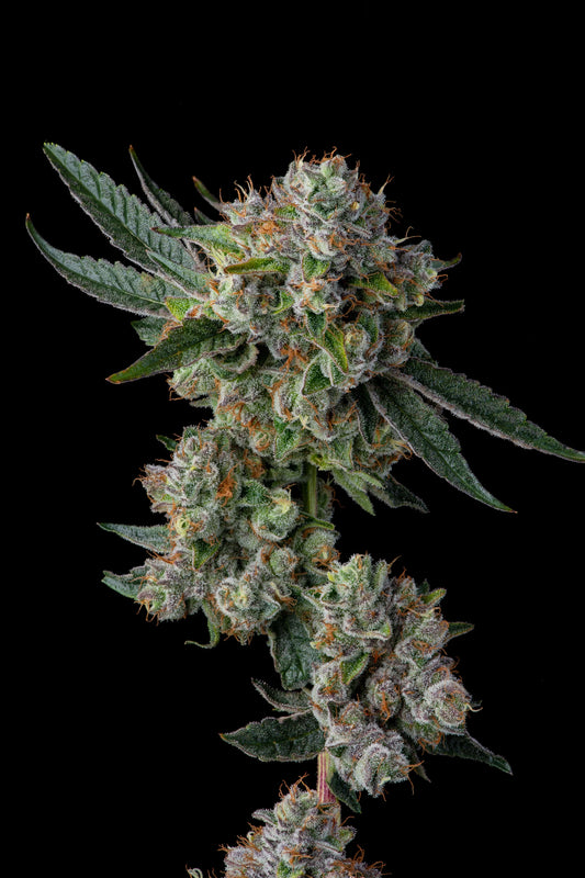 Glue 31