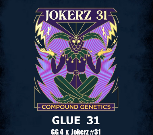 Glue 31