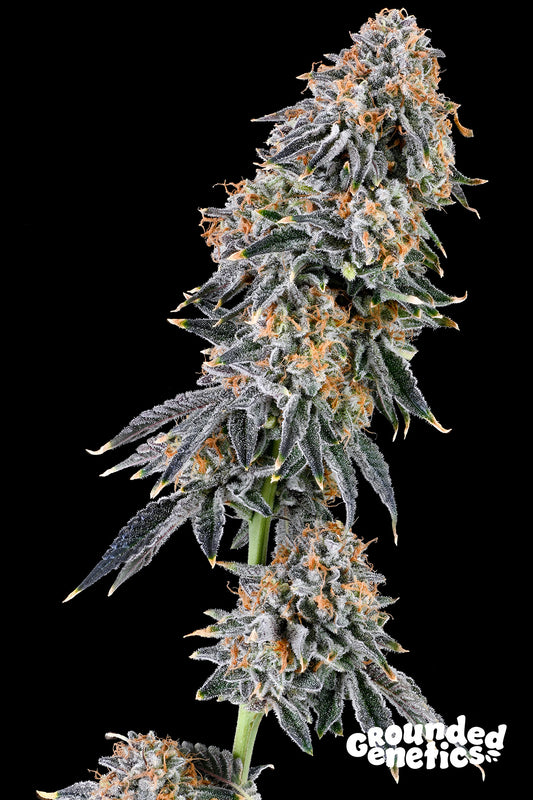 Rainbow Fuel