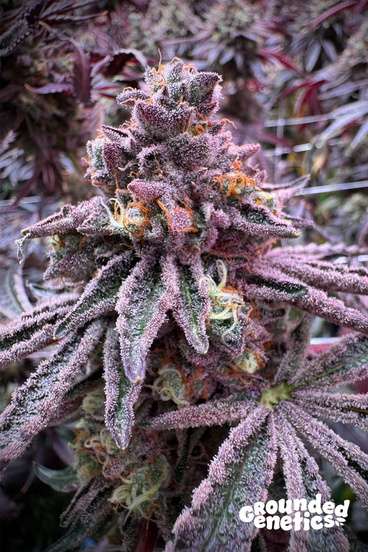 Sour Blucci
