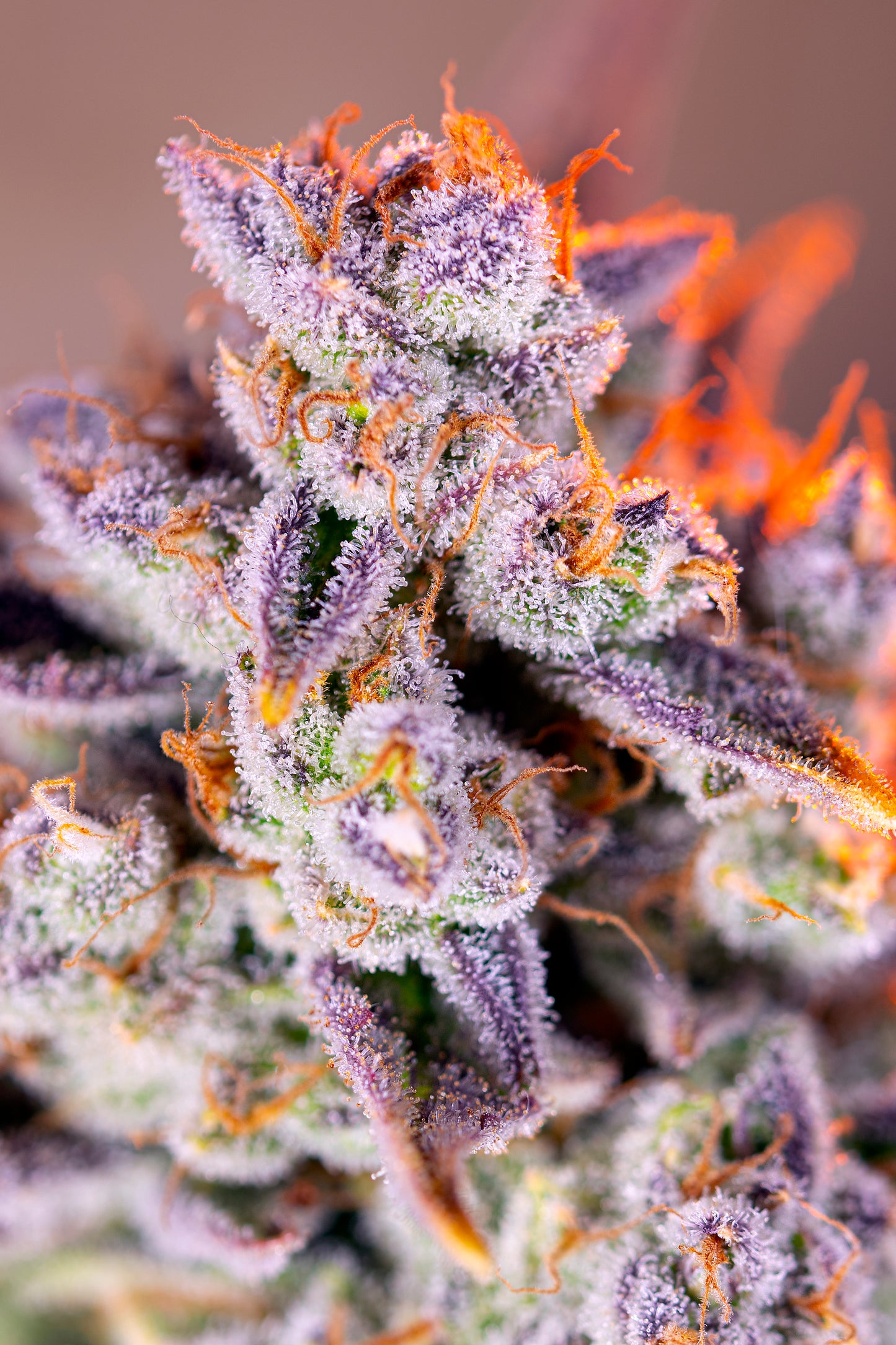 Tropicanna Poison XL Auto