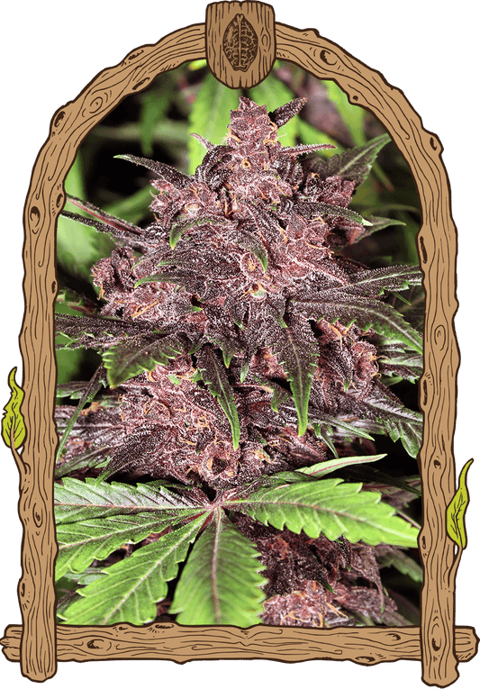 Black Haze Auto