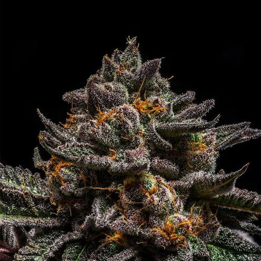 Brain Cake (Face-Off OG x OGKB)