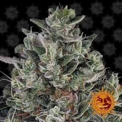 Bubblegum Gelato