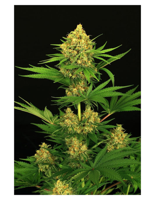 Tangerine Kush