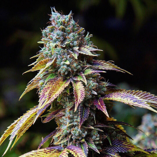 LA Confidential
