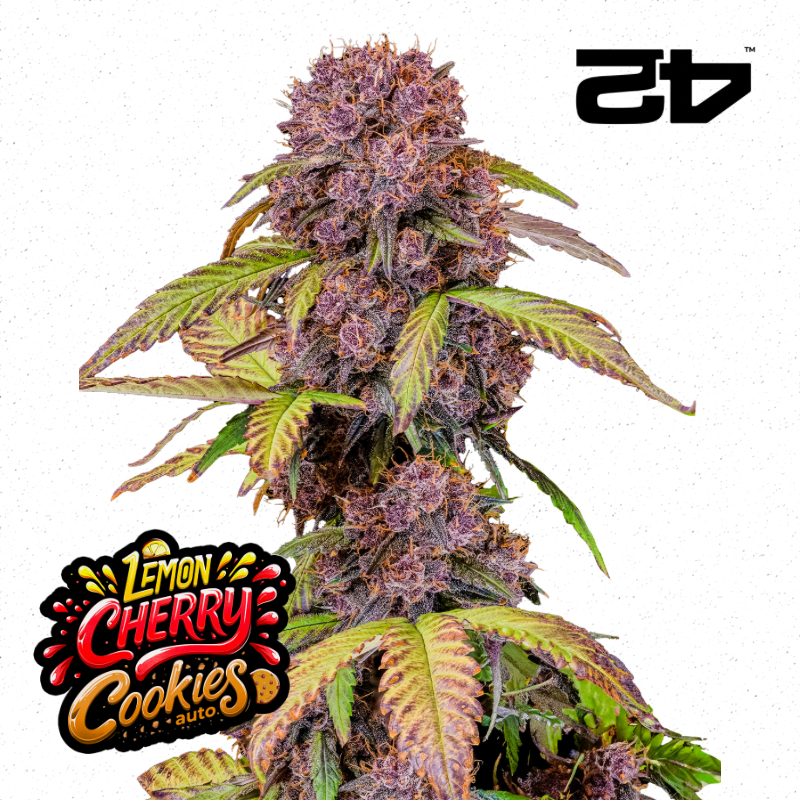 Lemon Cherry Cookies Auto