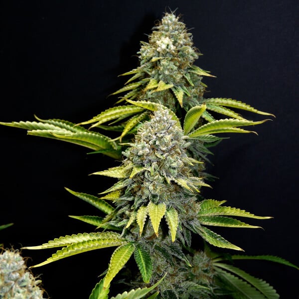OG Kush