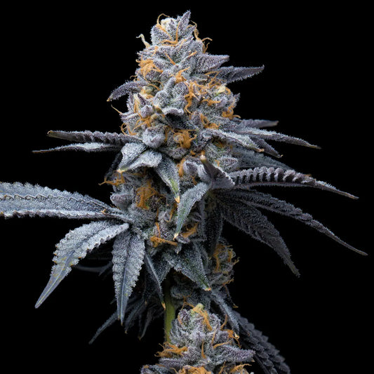 Cookies Trop Cookies x Hollywood cannabis seeds 
