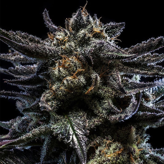 Zombie Kush Auto ( Amnesia x Bubba Kush)